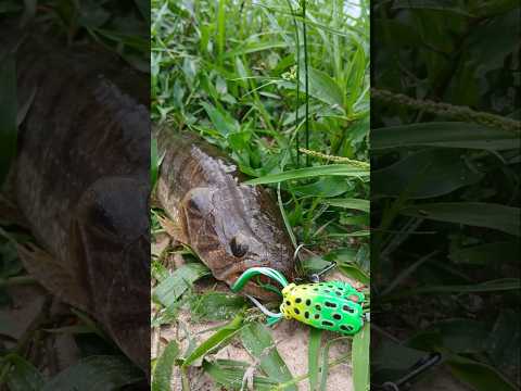 PESCA DE TARUS 🐟🎣 1ra PARTE CORRIENTES RIO RIACHUELO #fishing #shorts #argentina #pesca #paisajes