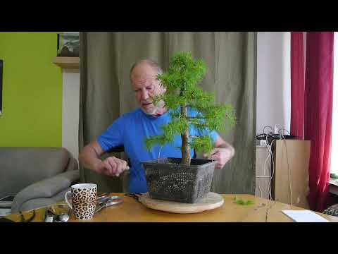 Die Challenge-Lärche 2022-2