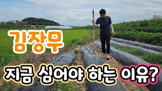 김장무 지금 당장 심어야 하는 이유?