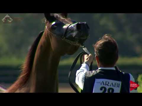 N.28 PRISTINA LD - Chantilly 2018 AHO World Cup - 3 Years Old Fillies (Class 3)