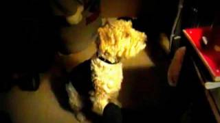 My dog BOSTON -rapping to Rick Ross -I'ma boss