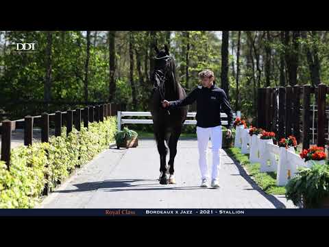 Royal Class conformation and hard ground