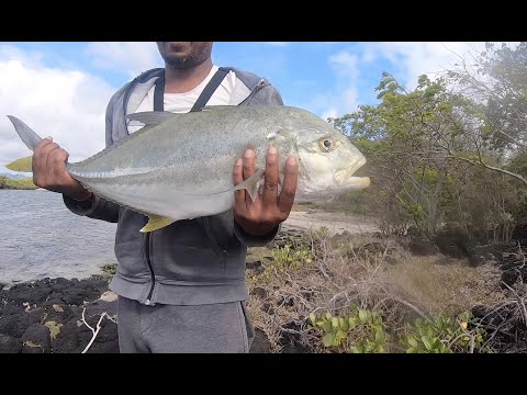 Trevally on Duo Realis Fangpop 105. Nice fight!