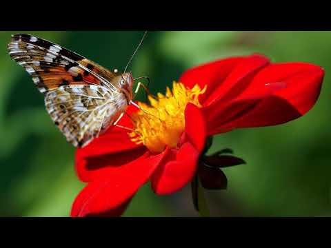 Chicane. Orleans (feat. Lisa Gerrard) (HD)