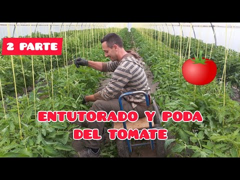 , title : 'COMO ENTUTORAR Y PODAR LOS TOMATES 🍅 2° PARTE GUIADO Y PODA | Verdura Vital | ECOLÓGICO'