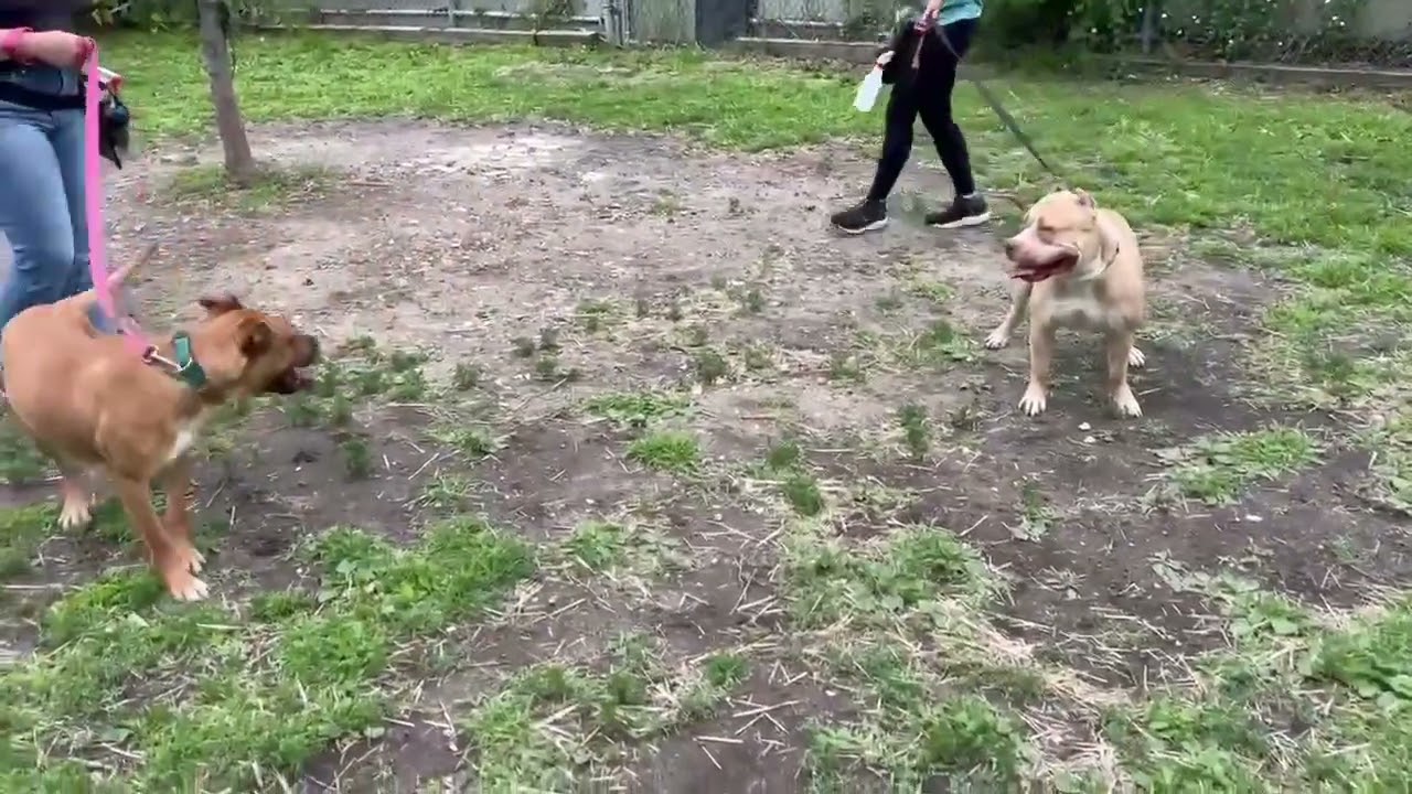 Diora's Leash Test