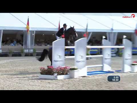 Iceman de Muze FEI Zangersheide Sires of the World