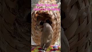 Download lagu Hari ke-15: Anak-anak burung pipit zebra bersuara keras meminta makan. mp3