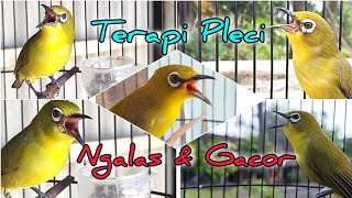 Download lagu Terapi Pleci Ngalas Buka Paruh #terapipleci #pleci #pcmi #plecigacor #simulasilombapleci  mp3