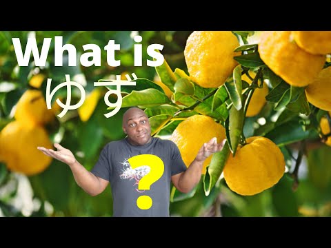 What is Yuzu?