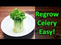 How To Regrow Celery From Celery