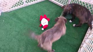 Video preview image #1 Pug-Unknown Mix Puppy For Sale in San Diego, CA, USA