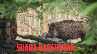 Download lagu SUARA BABI HUTAN mp3 Download lagu SUARA BABI HUTAN mp3