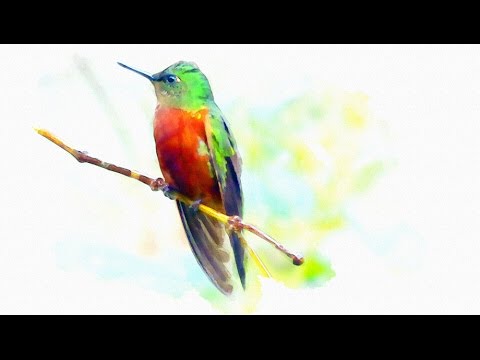 Painting Wildlife in Watercolours Using Photoshop Elements - A Tutorial HD