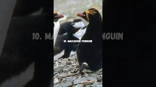 Animals That Prove That True Love Does Exist