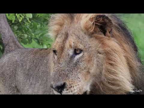 Kruger National Park, Satara, highlights week 3
