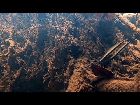 Rio Negro, Flooded Forest, Igapó - Underwater - III