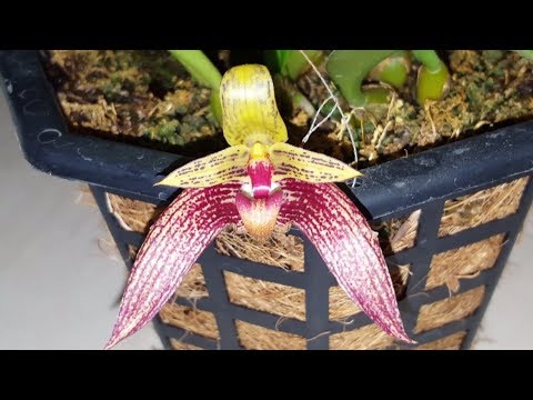 Bulbophyllum sagarik (lobbii x frostii)