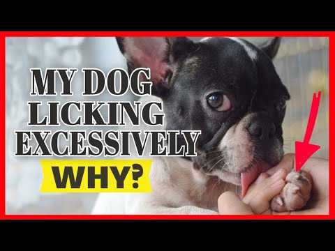 MY DOG  Licking His PAWS Excessively🐶👅(Why and How to Help)