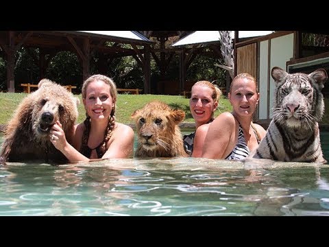Lion, Tiger And Bear Are Friends & Live Together At Myrtle Beach Sanctuary