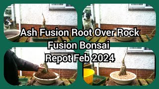 Ash Fusion Root Over Rock Bonsai Repot Feb 2024