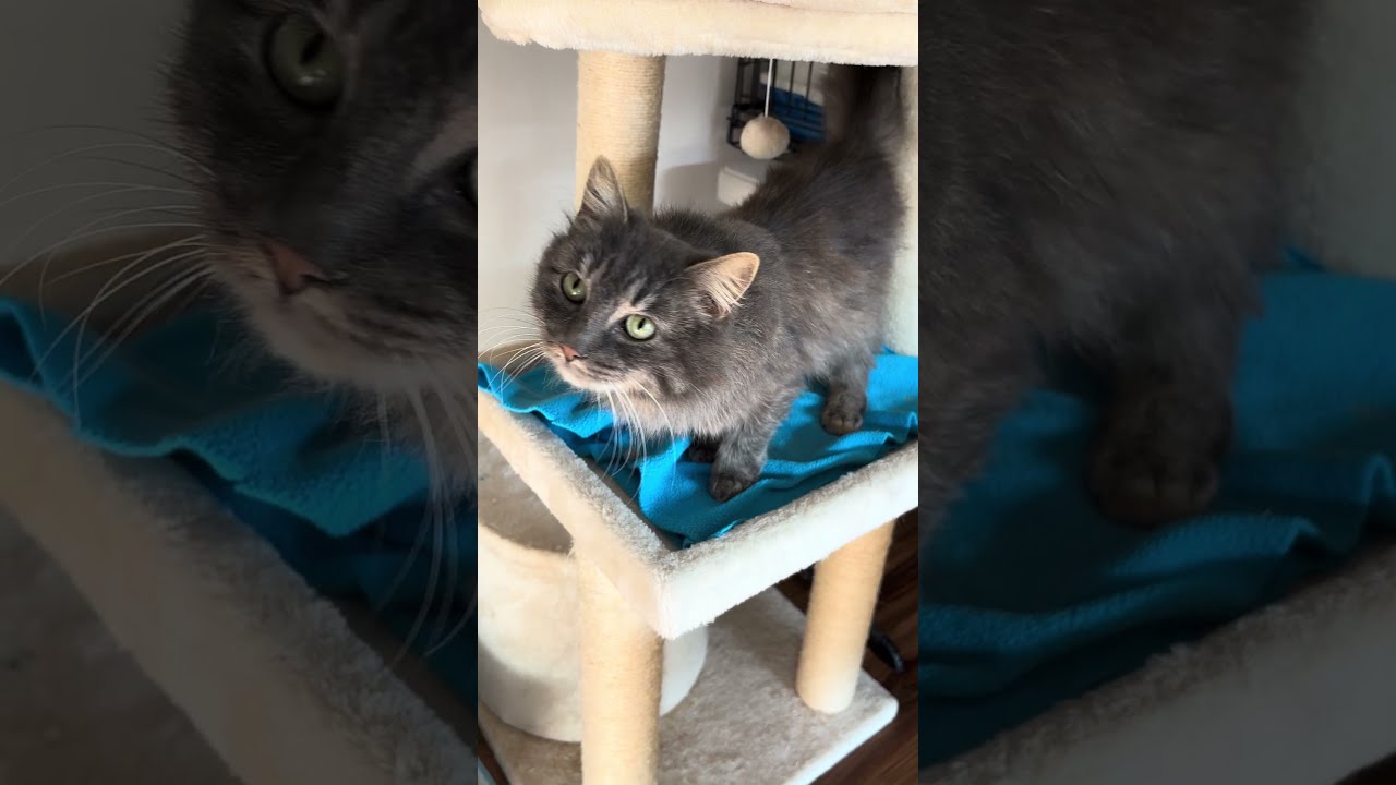 Enlarge Angie, a Adoptable Domestic Long Hair in Tillamook, OR video 5/6