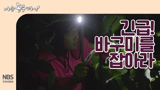 [나는농부다 222회] 달밤에 무화과 바구미 벌레잡기