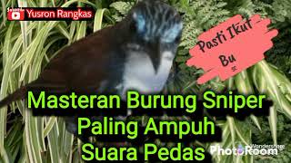 Download lagu Masteran burung Sniper paling Ampuh suara Pedas banget mp3 Download lagu Masteran burung Sniper paling Ampuh suara Pedas banget mp3