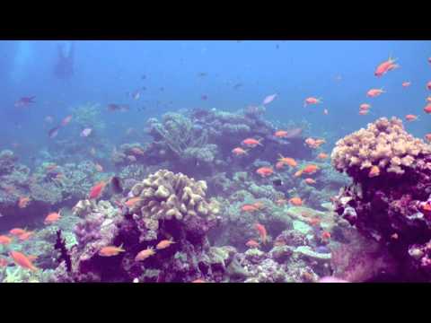 Dive Fiji:  The Rainbow Reef!