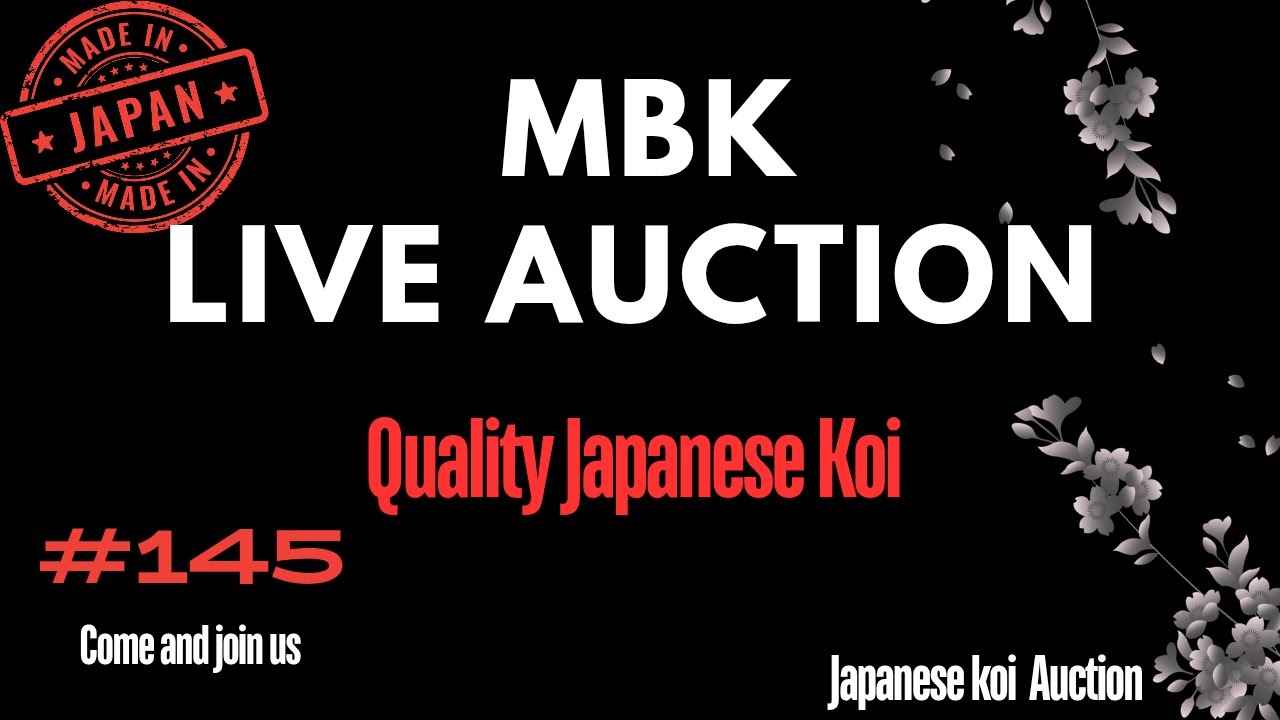 Live Japanese Koi auction #145