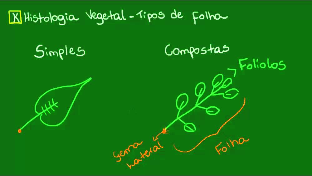 Tipos de folhas - Botânica - Biologia