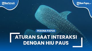 Inilah Aturan yang Harus Ditaati Wisatawan saat Berinteraksi dengan Hiu Paus di TNTC