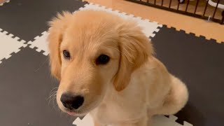 - 【With audio】 This is a video of Bisuke this morning Golden retriever puppy