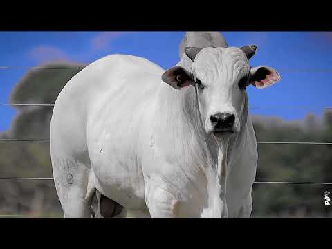 TOURO NELORE - 588 ACN - ACNN 588