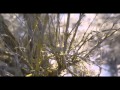 S. Carey - "Fire-scene" (Official Video) 