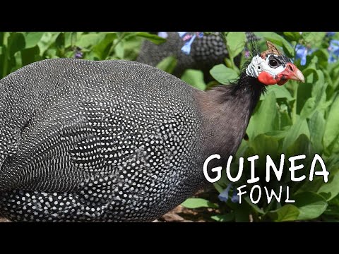Guinea Fowl Sound the Alarm