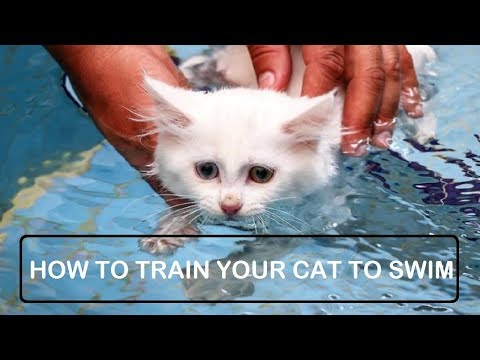 How To Train Your Cat To Swim - VLOG TIPS