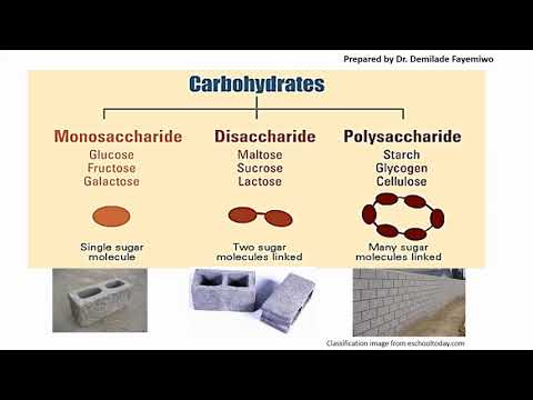 Chapter 2.1: Biological Molecules - Carbohydrates