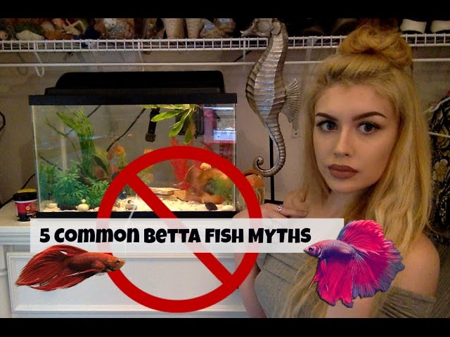 5 Things You've Heard about Betta Fish That AREN'T True
