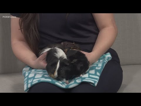 Pet on the Set: Meet Cocoa and Oreo - YouTube