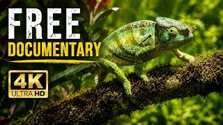 The 20 Million-Year-Old Jungle & Madagascar Strangest Rainforest | Jungle Planet | Full Documentary