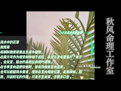 散尾葵風水