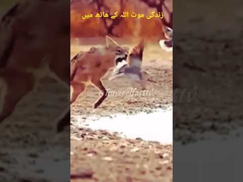 Hunting of animals #love #shortvideo #shorts #shortfeed