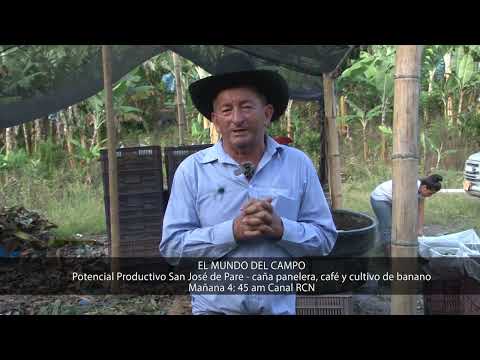 Invitación Potencial Productivo San José de Pare   caña panelera, café y cultivo de banano - Campo