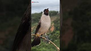 Download lagu Suara Burung Kutilang Gacor Terbaru 2026 #kutilanggacor mp3