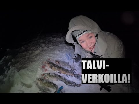 CATCHING BURBOTS WITH FISHING NETS - BURBOT ICE FISHING - WINTER FISHING IN OULUJÄRVI (LAKE OULU)