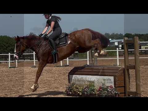 Barnagore Lola 15.3hh 11yo mare - Image 2