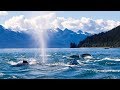 Whale Watching Boat Tour in Juneau, Alaska