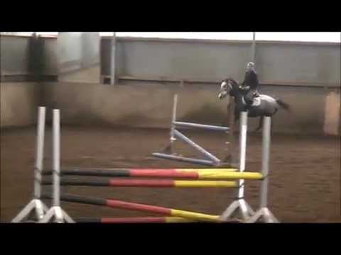 dahlia Holsteiner Stute von Clarimo