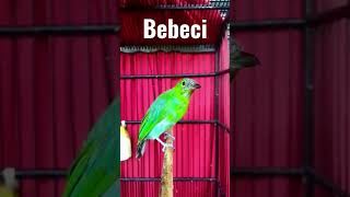 Download lagu Burung cucak ijo original banyuwangi.. mp3